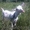 Зааненские козы - Изображение #3, Объявление #1275516