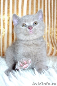 британские котята шоу класса - Изображение #3, Объявление #135357