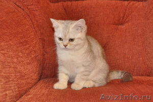 Чистокровные британские котята - Изображение #3, Объявление #135988