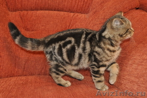Чистокровные британские котята - Изображение #2, Объявление #135988