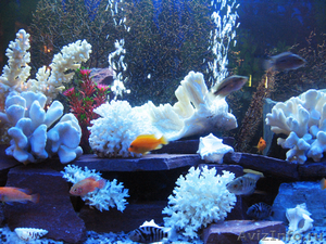 дизайн аквариумов, обслуживание аквариумов, продажа аквариумов и рыбок - Изображение #1, Объявление #207432