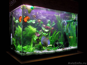 дизайн аквариумов, обслуживание аквариумов, продажа аквариумов и рыбок - Изображение #2, Объявление #207432