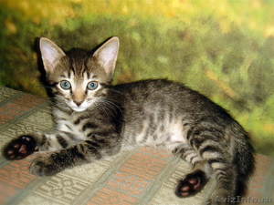 Неповторимый котёнок Матис (1.5 мес.) в добрые руки - Изображение #8, Объявление #340680
