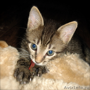 Неповторимый котёнок Матис (1.5 мес.) в добрые руки - Изображение #1, Объявление #340680