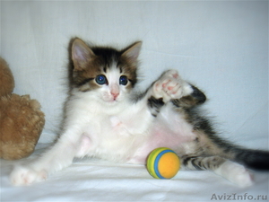 Ласковая, нежная девочка-котёнок Маруся (1,5 мес.) в добрые руки - Изображение #4, Объявление #340683