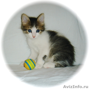 Ласковая, нежная девочка-котёнок Маруся (1,5 мес.) в добрые руки - Изображение #5, Объявление #340683