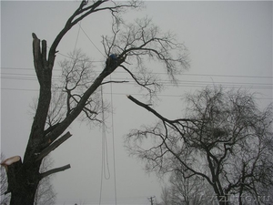 удаление кронирование аварийных и сложных деревьев - Изображение #4, Объявление #373145