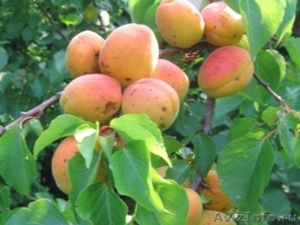 плодовые растения в е, черешня, абрикос, вишня, яблоня, груша, смородина, алы - Изображение #1, Объявление #424827