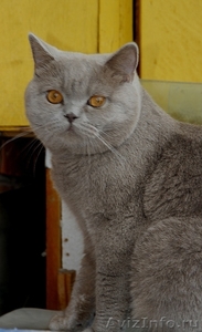 Котик  для вязки - Изображение #3, Объявление #396467