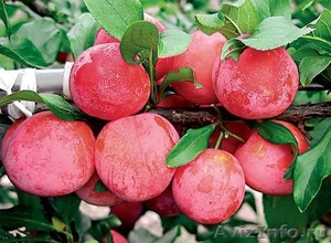 плодовые растения в е, черешня, абрикос, вишня, яблоня, груша, смородина, алы - Изображение #3, Объявление #424827