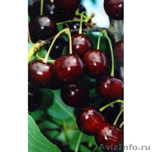 плодовые растения в е, черешня, абрикос, вишня, яблоня, груша, смородина, алы - Изображение #2, Объявление #424827