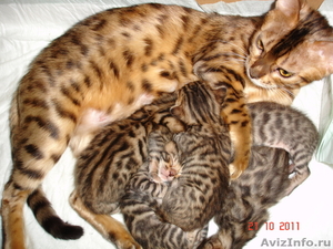 Котята от бенгалов (маленкие тигрятки) - Изображение #1, Объявление #419523