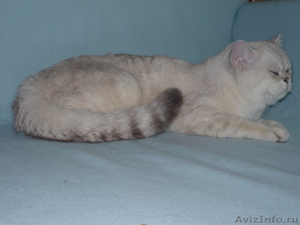 британский кот  на вязку - Изображение #1, Объявление #444164