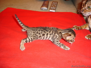 Бенгальские котята "мини леопардики" - Изображение #2, Объявление #438072