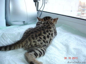 Бенгальские котята "мини леопардики" - Изображение #1, Объявление #438072