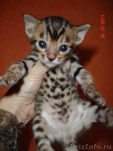 Бенгальские котята "мини леопардики" - Изображение #3, Объявление #438072