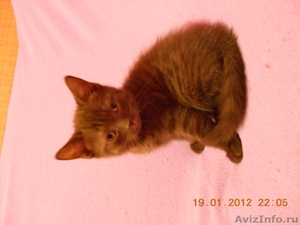 Котята шотландской вислоухой кошки - Изображение #4, Объявление #512092