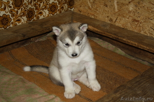 Продаю щенков Аляскинского маламута - Изображение #2, Объявление #451086