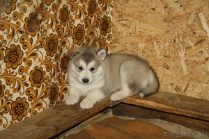 Продаю щенков Аляскинского маламута - Изображение #3, Объявление #451086