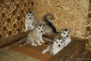 Продаю щенков Аляскинского маламута - Изображение #4, Объявление #451086