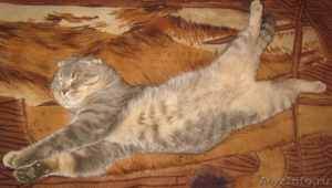 шотландские вислоухие котята СУПЕР - Изображение #3, Объявление #520670