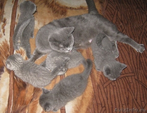 шотландские вислоухие котята СУПЕР - Изображение #1, Объявление #520670