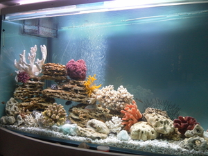 Обслуживание аквариумов,оформление и консультации - Изображение #1, Объявление #520382