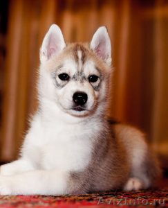 продается щенок сибирский хаски девочка,окрас серо-белый. - Изображение #1, Объявление #600712