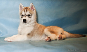 продается щенок сибирский хаски девочка,окрас серо-белый. - Изображение #2, Объявление #600712