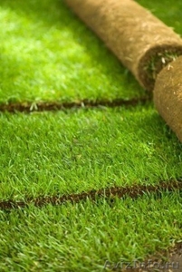 Рулонный газон в Туле - Изображение #1, Объявление #700194