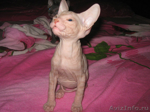 продам красивых котят донского сфинкса - Изображение #3, Объявление #712371