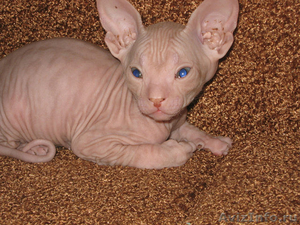 продам красивых котят донского сфинкса - Изображение #1, Объявление #712371
