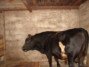 Продаю быка на племя или на мясо - Изображение #2, Объявление #728646
