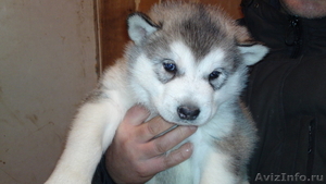 Продаю щеночков Аляскинского маламута - Изображение #3, Объявление #817146