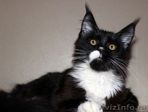 Коты Гиганты породы Мейн Кун - Изображение #1, Объявление #1201519