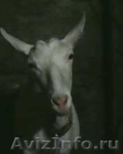 Зааненские козы - Изображение #2, Объявление #1275516