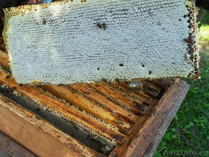Продам мёд, прополис и продукты пчеловодства - Изображение #2, Объявление #1626674